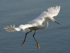 photo "Dancing Egret"