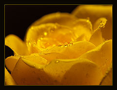 photo "a rose of grief...  or tears of love... #2"
