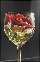 photo "Simply a rose"