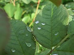 photo "Drops on a leaf"