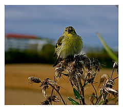 photo "Prepering for the winter"