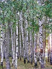 photo "Grove 1"