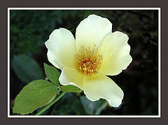photo "Rosa Mermaid"
