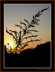 photo "Sunset composition"