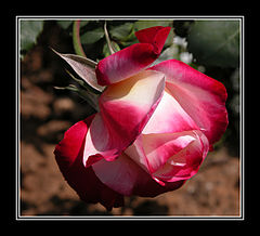 photo "ROSE"