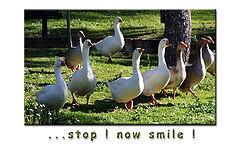 photo "stop & smile !"