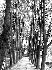photo "Grove 2"