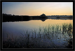 photo "Growth rice at Russia ..."