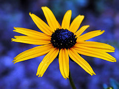 photo "***"