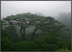 photo "pine tree etude"