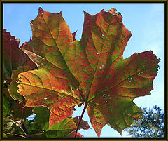 фото "leaf"