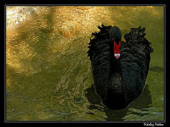 photo "Untitled photo"