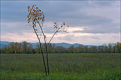 photo "Autumn motive"