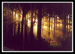 photo "For Bruno Kauffmann Abud"