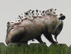 фото "Mom and her 8 babies"