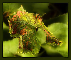 фото "Autumn sketches: 6"