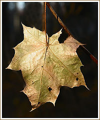 photo "About autumn"