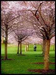 photo "Cherry Blossom"