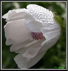 photo "Morning dew"
