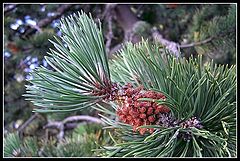 photo "Needles"