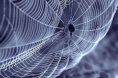 photo "Provider"