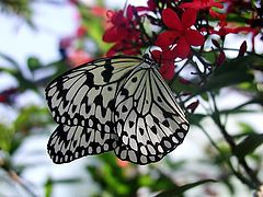 фото "Black & White Butterfly"