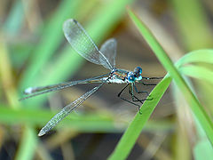 photo "Rest-time"
