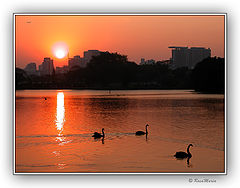 photo "Swan`s Lake"