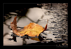 photo "FALL"