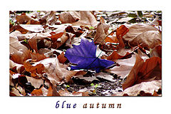 фото "blue autumn"