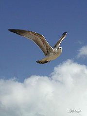 фото "A Majestic SeaGull"
