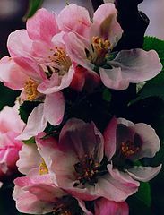 photo "Apple Blossom Time."