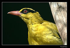 photo "Yellow bird"