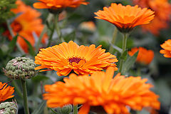 photo "Springtime"