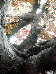photo "from root before horseback"