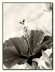 photo "Hibiscus"