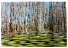 фото "Sweeping the forest"