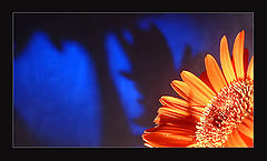 photo "***"