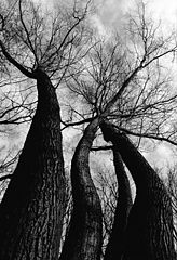 photo "Dancing trees"