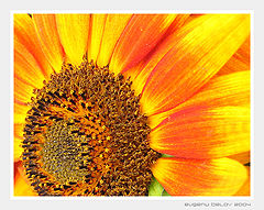 photo "flower sun"