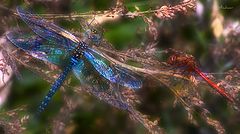 photo "Untitled photo"