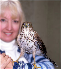 photo "The Sharpshinned Hawk That Crashed Into Our Door"