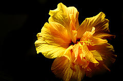 фото "**"