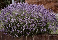 photo "Sweet Lavender"