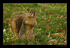 photo "Autumn sunny day"