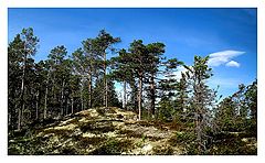photo "Norwegian forest"