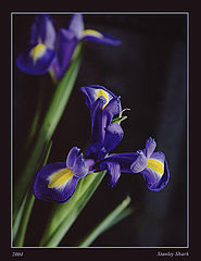 photo "The iris"