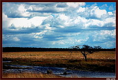 photo "clouds and grass"