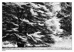 фото "Tree"