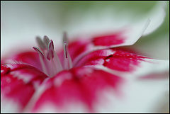 photo "Dianthus"
